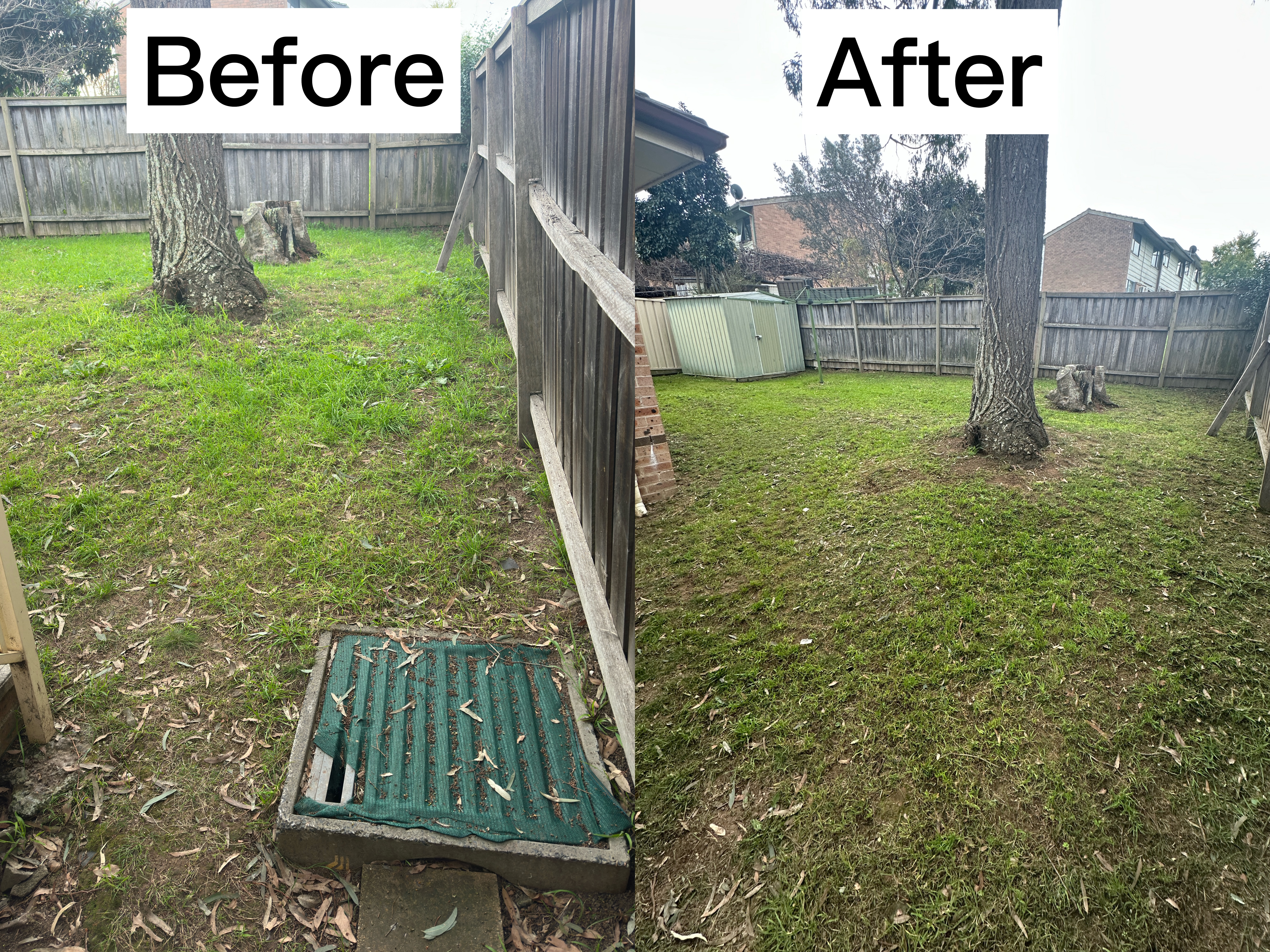 Overgrown lawn in Toongabbie before precision mowing